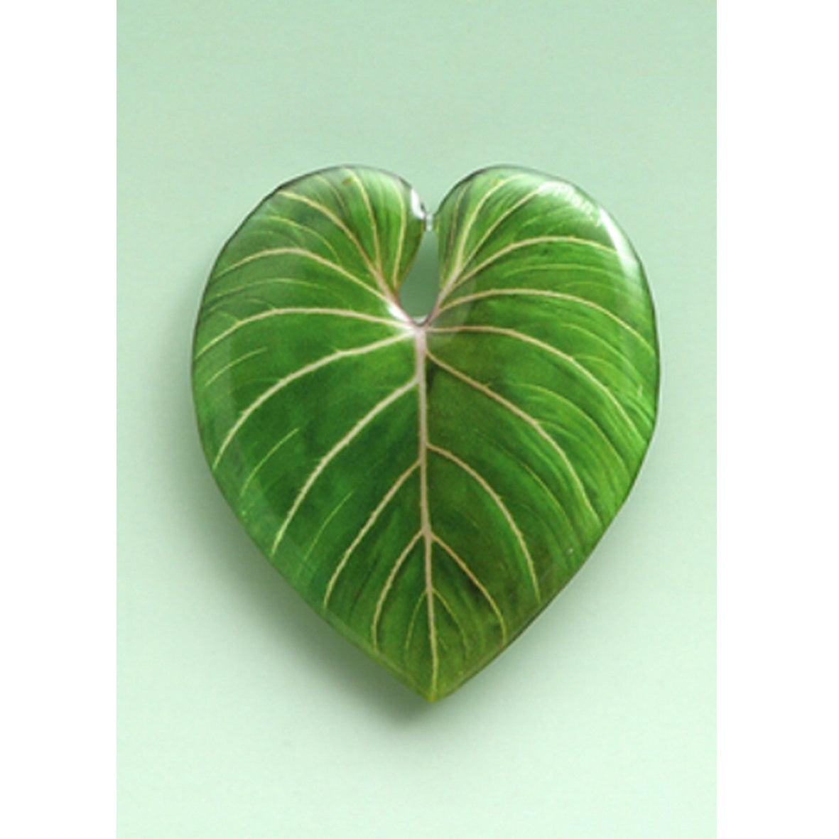 Phillodendron Leaf